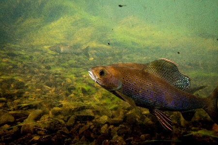 Arctic grayling-1 photo