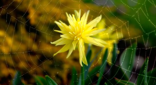 Yellow blossom bloom photo