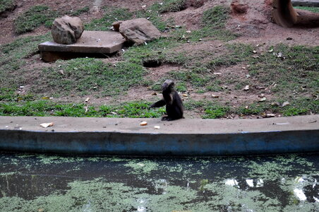 Dinky single zoo
