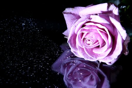 Flower pink flowers