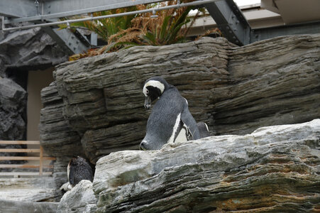 1 Penguin