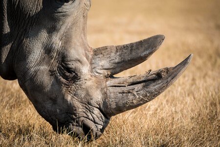 Africa animal beautiful photo