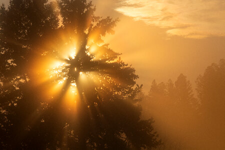 Foggy Yellow Sunrise photo