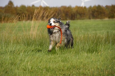 Dog shepherd race