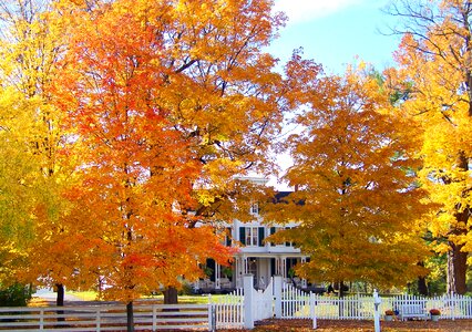 Fall trees colored