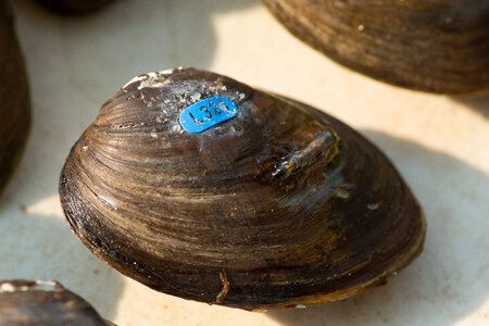 PIT tagged freshwater mussels-3 photo
