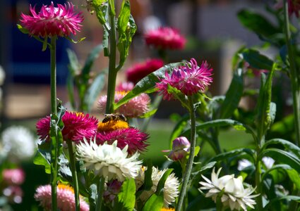 Insect bees two