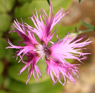 Beautiful Flowers biology bloom