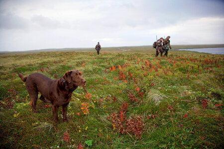 Waterfowl hunters with dog