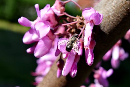 Flower Bud honeybee insect photo