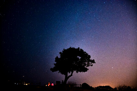 Stars with tree at night photo