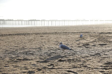 Seagulls on Beach photo
