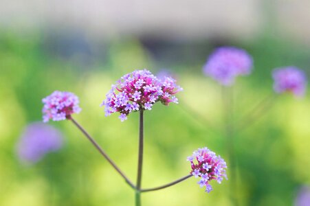 Spring summer floral photo