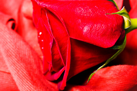 Red rose photo