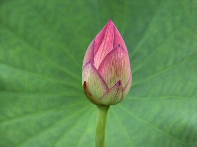 Nature bloom petal