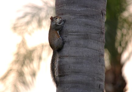 Rodent cute fur