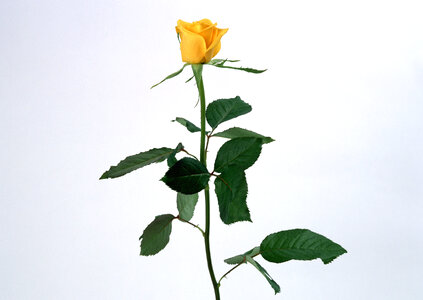 beautiful yellow rose photo