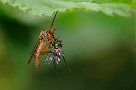 Aircraft animal arthropod
