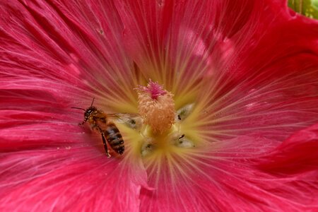 Ecology honeybee insect