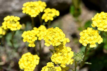 Stone herb yellow flower early bloomer photo