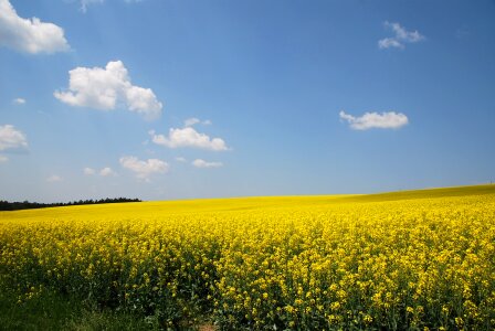 Plant seeds sky