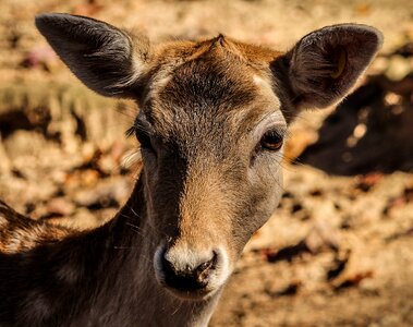 Ruminant dama dama animal photo