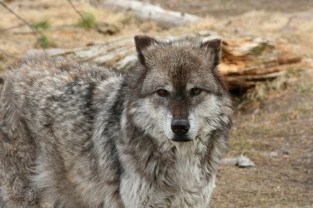 Mammal canine brown wolf
