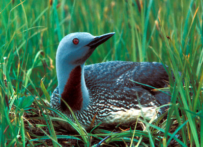 Red-throated Loon-1 photo