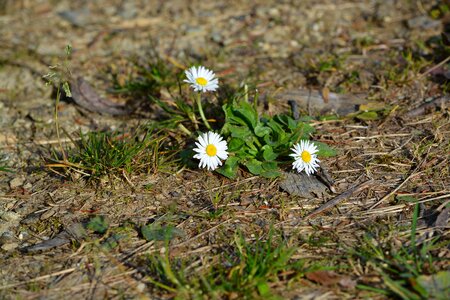 Flowers white nature