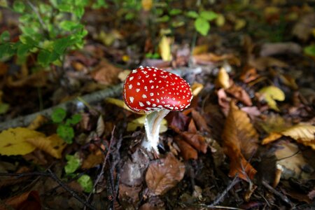 Symbol of good luck red fly agaric mushroom white dots photo