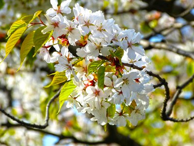 Cherry blossoms nature spring flowers