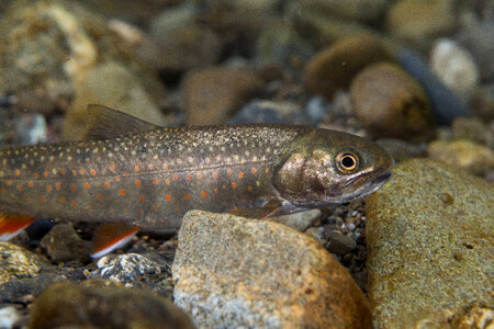 Dolly Varden-2