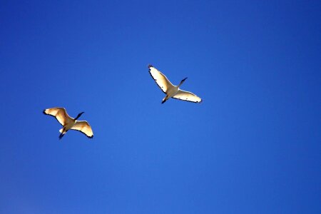 Bird birds blue sky