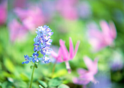 Purple flowers and pink lily photo