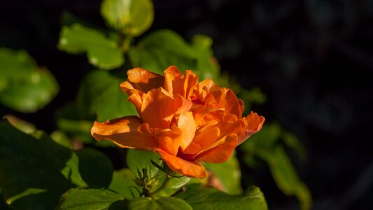 Petals blossoms floral