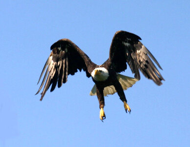 Bald Eagle-3 photo