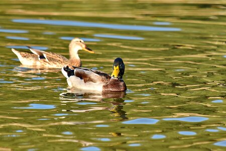 Aquatic Bird colorful duck photo