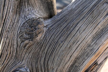 Tree wood structure