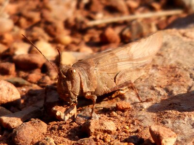 Camouflaging camouflage insect