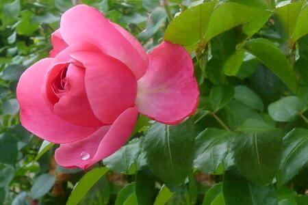Drop of water rose bush flower photo