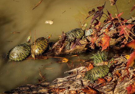 Terrapin animal wildlife