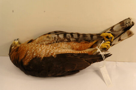 Accipiter cooperii-1