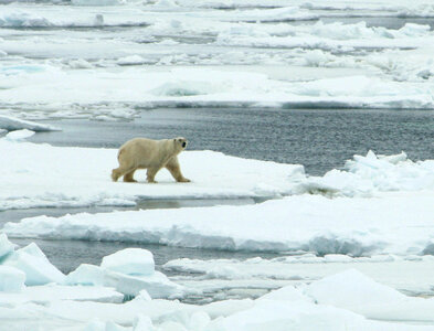 Polar bear-2 photo