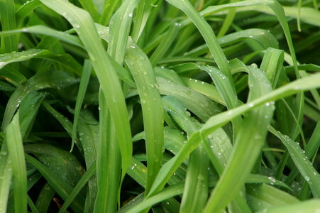 Water drops on the fresh green grass photo
