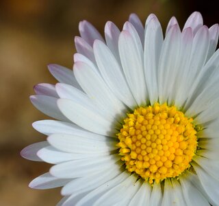 Close up plant nature