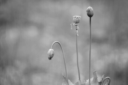 Poppy field summer