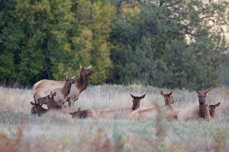 Elk herd in field