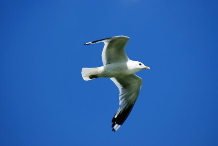Seagull flying freedom photo