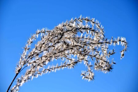 Branch daylight herb
