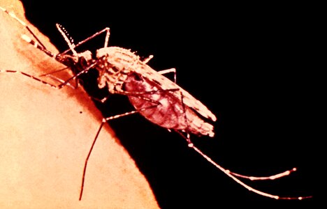 Blood feed female